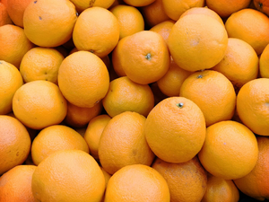 Désinsectisation dératisation Orange